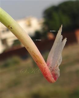  Petiole and Ochrea